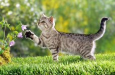 娱乐吃瓜酱社恐猫咪,社恐猫咪的娱乐吃瓜日常