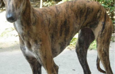 灵缇犬,速度与激情的猎犬传奇”