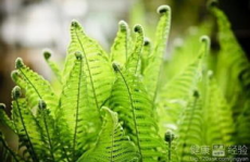 蕨类植物,从起源到现代生活的角色