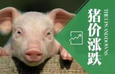 最近猪价行情,近期行情解析与趋势展望